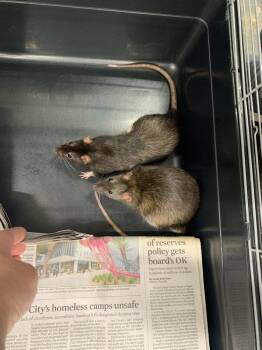 Rescue Rat Rats for Adoption in San Diego, California - Milez (with Otiz) | PetCurious