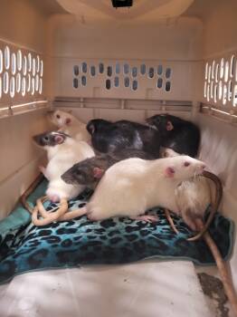 Rescue Rat Rats for Adoption in Crystal Lake, Illinois - Mr. Hat | PetCurious