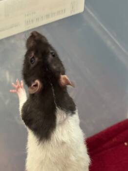 Rescue Rat Rats for Adoption - Zelda | PetCurious