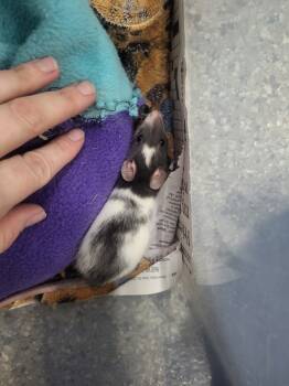 Rescue Rat Rats for Adoption in Village Of Lakewood, Illinois - Dubbo | PetCurious