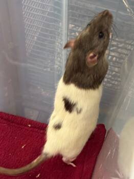 Rescue Rat Rats for Adoption - Link | PetCurious