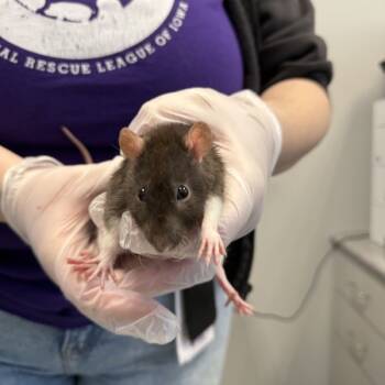 Rescue Rat Rats for Adoption in Des Moines, Iowa - Phoebe | PetCurious