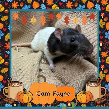 Rescue Rat Rats for Adoption in Elizabethtown, Kentucky - Cam Payne | PetCurious