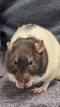 Rescue Rat Rats for Adoption in Cleveland, Ohio - Roy | PetCurious