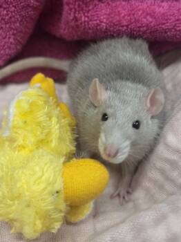 Rescue Rat Rats for Adoption in Erin, Ontario - Izzie | PetCurious