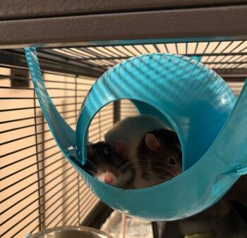 Rescue Rat Rats for Adoption in Irvine, California - Peanut, Butter And Jelly | PetCurious