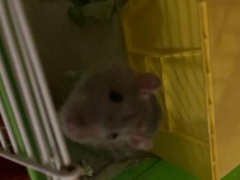 Rescue Rat Rats for Adoption in Scottsdale, Arizona - Kinison | PetCurious