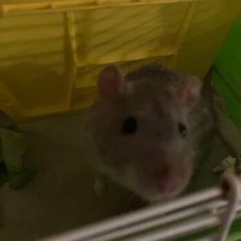 Rescue Rat Rats for Adoption in Scottsdale, Arizona - Kinison | PetCurious