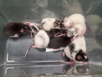 Rescue Rat Rats for Adoption in Village Of Lakewood, Illinois - Melbourne | PetCurious