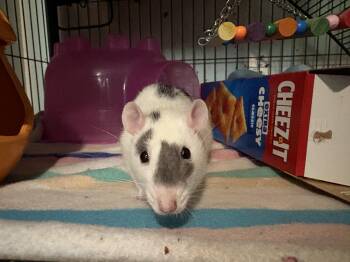 Rescue Rat Rats for Adoption in Grand Rapids, Michigan - Poppy | PetCurious