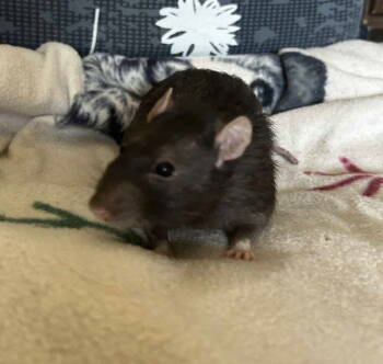 Rescue Rat Rats for Adoption in Skyline, Minnesota - Cocoa Puff | PetCurious