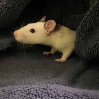 Rescue Rat Rats for Adoption in Aurora, Colorado - QUARRY | PetCurious