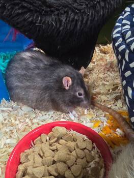 Rescue Rat Rats for Adoption in Crystal Lake, Illinois - Bobby | PetCurious