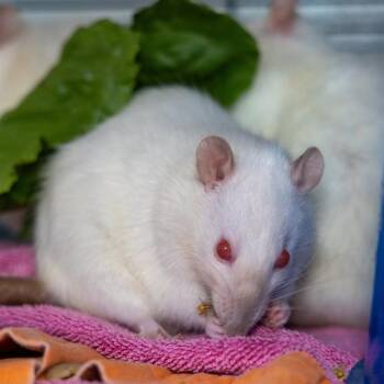 Rescue Rat Rats for Adoption in Methuen, Massachusetts - MARRON | PetCurious