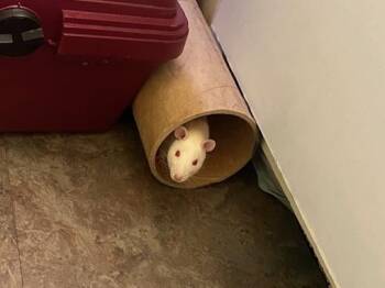 Rescue Rat Rats for Adoption in Auburn, Maine - Bean & Sprout | PetCurious