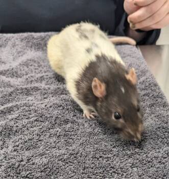 Rescue Rat Rats for Adoption in Cleveland, Ohio - Monroe | PetCurious