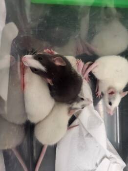 Rescue Rat Rats for Adoption in Village Of Lakewood, Illinois - Ballina | PetCurious