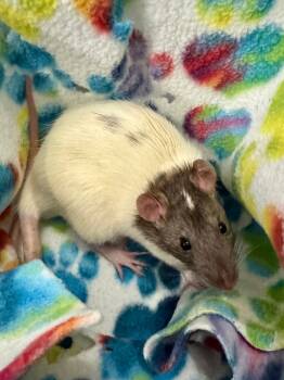 Rescue Rat Rats for Adoption in Indianapolis, Indiana - Blatherskite | PetCurious