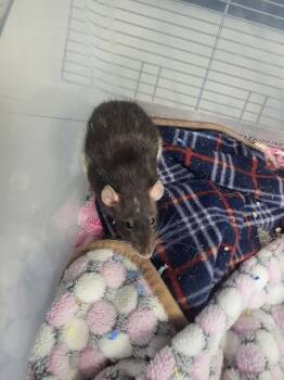 Rescue Rat Rats for Adoption in Village Of Lakewood, Illinois - Sidney | PetCurious