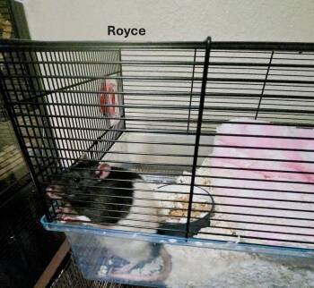 Rescue Rat Rats for Adoption in Pleasant View, Utah - Royce | PetCurious
