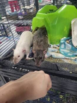 Rescue Rat Rats for Adoption in Crystal Lake, Illinois - Mr. Garrison | PetCurious