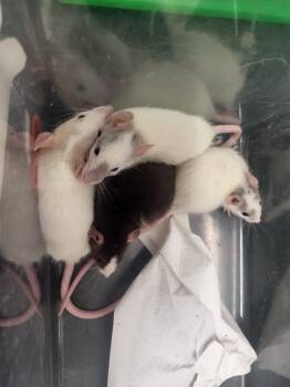 Rescue Rat Rats for Adoption in Village Of Lakewood, Illinois - Nowra | PetCurious