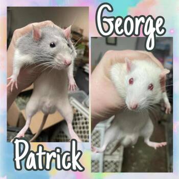 Rescue Rat Rats for Adoption in Edinburg, Pennsylvania - Patrick And George: Video!! | PetCurious