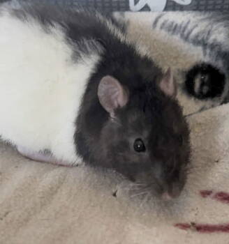 Rescue Rat Rats for Adoption in Skyline, Minnesota - Cheerio | PetCurious
