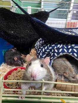 Rescue Rat Rats for Adoption in Crystal Lake, Illinois - Peter | PetCurious