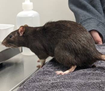 Rescue Rat Rats for Adoption in Cleveland, Ohio - Silas | PetCurious