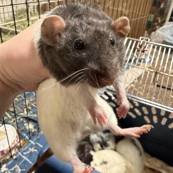Rescue Rat Rats for Adoption in Edinburg, Pennsylvania - Group 4 | PetCurious