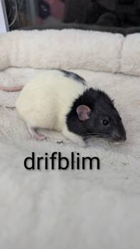 Rescue Rat Rats for Adoption in Deerfield, New Hampshire - Neutered Male Rats | PetCurious