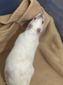 Rescue Rat Rats for Adoption in Indianapolis, Indiana - Passport | PetCurious
