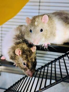 Rescue Rat Rats for Adoption in Norcross, Georgia - Mittens & Crew | PetCurious