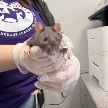 Rescue Rat Rats for Adoption in Des Moines, Iowa - Girly Pop | PetCurious