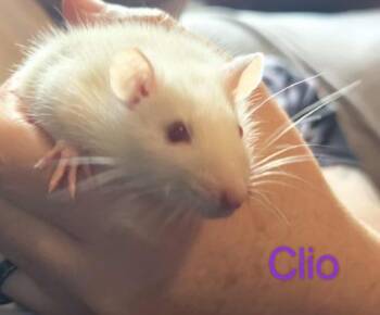 Rescue Rat Rats for Adoption in Auburn, Maine - Clio | PetCurious
