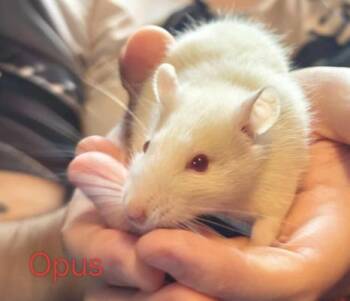 Rescue Rat Rats for Adoption in Auburn, Maine - Apollo, Hermes & Opus | PetCurious