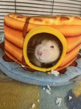 Rescue Rat Rats for Adoption in Manassas, Virginia - Venom (ID 48808/3490) | PetCurious