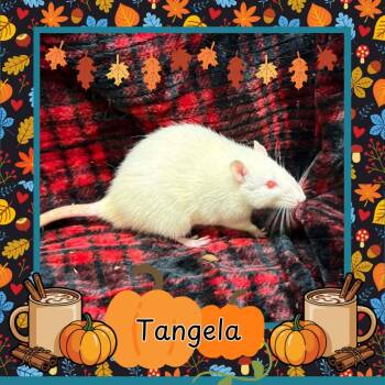 Rescue Rat Rats for Adoption in Elizabethtown, Kentucky - Tangela | PetCurious