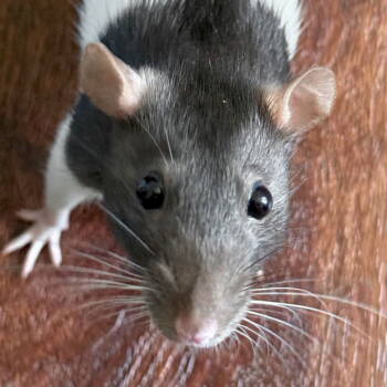 Rescue Rat Rats for Adoption in Jefferson, Wisconsin - June | PetCurious