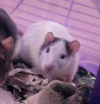 Rescue Rat Rats for Adoption in Crystal Lake, Illinois - Mr. Spell | PetCurious