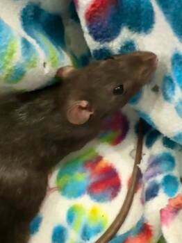 Rescue Rat Rats for Adoption in Indianapolis, Indiana - Giggle | PetCurious