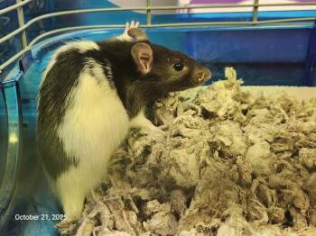 Rescue Rat Rats for Adoption in Santa Cruz, California - EMILE | PetCurious