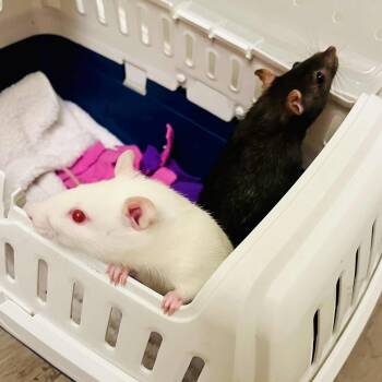 Rescue Rat Rats for Adoption in Norcross, Georgia - Dipper & Mabel | PetCurious