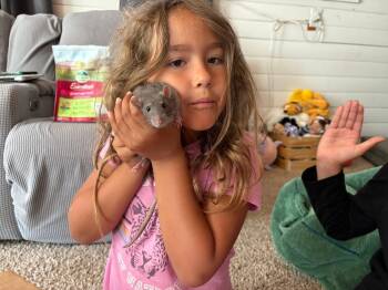 Rescue Rat Rats for Adoption in Eugene, Oregon - Ford, Chevy & Blue | PetCurious