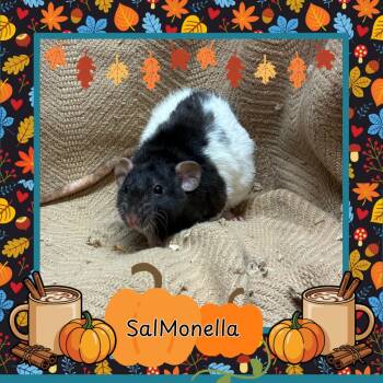 Rescue Rat Rats for Adoption in Elizabethtown, Kentucky - Sal Monella | PetCurious