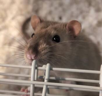 Rescue Rat Rats for Adoption in Silverdale, Washington - Rufus - In Foster | PetCurious