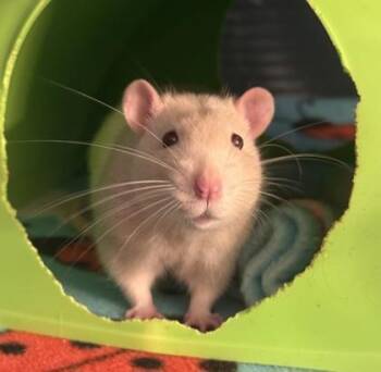 Rescue Rat Rats for Adoption in Richmond, Virginia - Enzo | PetCurious