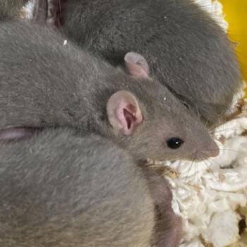 Rescue Rat Rats for Adoption in Aurora, Colorado - RUBBLE | PetCurious