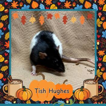 Rescue Rat Rats for Adoption in Elizabethtown, Kentucky - Tish Hughes | PetCurious
